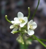 Arabis sp. 2/2