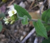 Arabis sp. 2 de 2