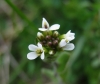 Arabis 1/2