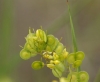 Biscutella auriculata L.