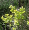 Biscutella sempervirens L. subsp. sempervirens