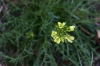 Brassica repanda (Willd.) DC. subsp. dertosensis Molero & Rovira