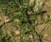 Camelina microcarpa Andrz. ex DC.