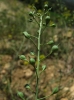 Camelina microcarpa Andrz. ex DC.