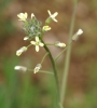 Camelina sativa ?