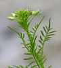 Cardamine impatiens L. subsp. impatiens