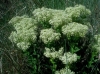 Cardaria draba (L.) Desv. subsp. draba