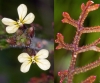 Carrichtera annua (L.) DC.