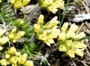 Draba hispanica Boiss. subsp. hispanica