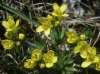 Draba hispanica Boiss. subsp. hispanica