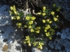 Draba hispanica Boiss. subsp. hispanica