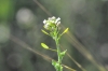 Draba muralis L.