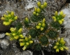 Draba hispanica Boiss. subsp. hispanica