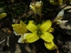 Draba hispanica Boiss. subsp. hispanica