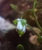 Erophila verna (L.) Chevall.