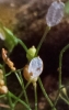 Erophila verna (L.) Chevall.