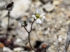 Erophila verna (L.) Chevall.