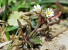 Erophila verna (L.) Chevall.