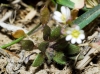 Erophila verna (L.) Chevall.