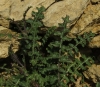 Erucastrum nasturtiifolium 1/3