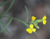 Erysimum ?