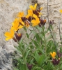 Erysimum cheiri ? 1 de 5