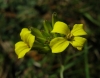 Erysimum 2/2