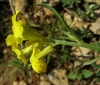 Erysimum ? 2/3