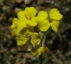 Erysimum ? 3/3