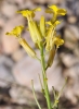 Erysimum repandum L.