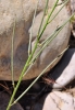 Erysimum repandum L.