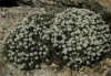 Hormathophylla spinosa (L.) P. Kpfer