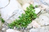 Hymenolobus procumbens (L.) Nutt. subsp. pauciflorus (W.D.J.Koch) Schinz & Thell.