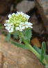 Lepidium hirtum (L.) Sm.