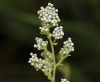 Lepidium latifolium L.