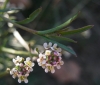 Lepidium graminifolium L.