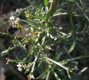 Lepidium graminifolium L.