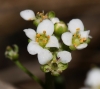 Lobularia maritima (L.) Desv. subsp. maritima