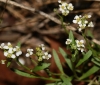 Lobularia maritima (L.) Desv. subsp. maritima