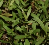 Lobularia maritima (L.) Desv. subsp. maritima