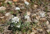 Lobularia maritima (L.) Desv.  subsp. maritima