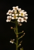 Lobularia maritima (L.) Desv.  subsp. maritima