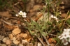 Lobularia maritima (L.) Desv. subsp. maritima