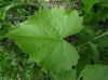 Lunaria annua L. subsp. annua