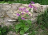 Lunaria annua L. subsp. annua