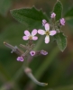 Malcolmia africana (L.) R.Br.