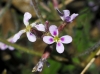 Malcolmia africana (L.) R. Br.