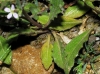 Malcolmia africana (L.) R. Br.