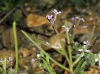 Malcolmia africana (L.) R. Br.