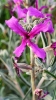 Matthiola fruticulosa (Loefl. ex L.) Maire subsp. fruticulosa